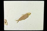 Fossil Fish (Knightia) - Wyoming #136553-1